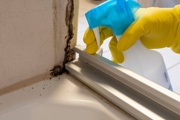 Best Mold Removal for HVAC Installations  in Beulah, ND